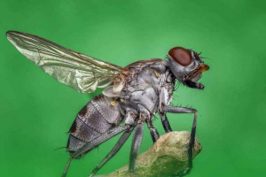 Дивовижні та цікаві факти про кімнату летить Дивовижні та цікаві факти про кімнату летить